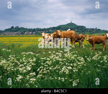 Rinder weiden auf South Moor vor dem Glastonbury Tor auf den Somerset Levels, Glastonbury, Somerset, England Stockfoto