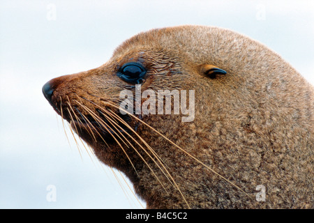 New Zealand Seebär (Arctocephalus Forsteri), portrait Stockfoto