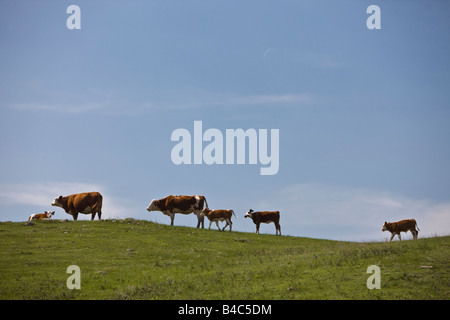 Kühe und Kälber in einer Koppel in der qu-Tal, Saskatchewan, Kanada. Stockfoto