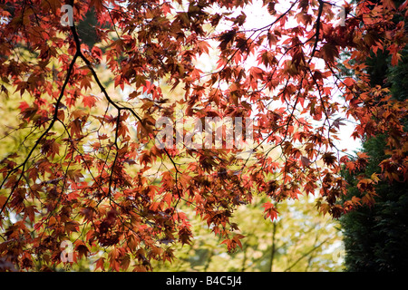 Maple leafs Frühling "Acer Rubrum" Stockfoto