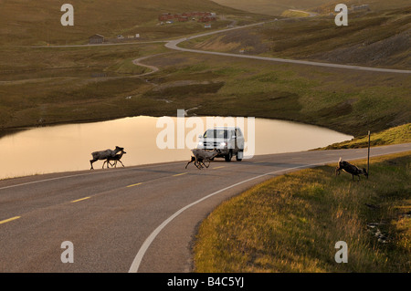 Norwegen unterwegs zum Nordkap-Rentiere, die Straße überqueren Stockfoto