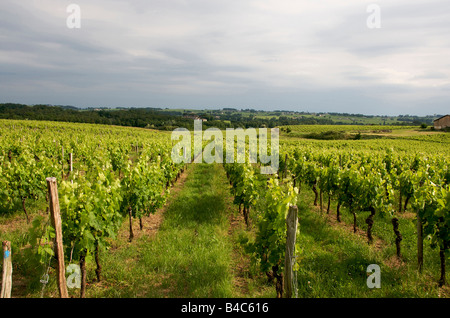 Weinberg von Saint-Emilion, Gironde, Aquitanien, Frankreich, Europa Stockfoto