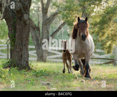 Ardenne Stute mit Fohlen. Die Ardennen oder Ardenner ist eine der ältesten Rassen der Zugpferd aus den Ardennen-Bereich Stockfoto