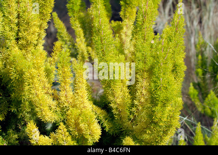 ERICA ARBOREA ALPINA ALBERTS GOLD Stockfoto