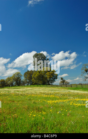 Frühlings-Landschaft entlang der Autobahn 40 in Zentral-Kalifornien Stockfoto