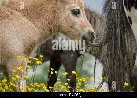 Herde von Miniature Horse Stuten und Fohlen im Bereich der gelben Blüten in der Nähe von Warton, Großbritannien Stockfoto