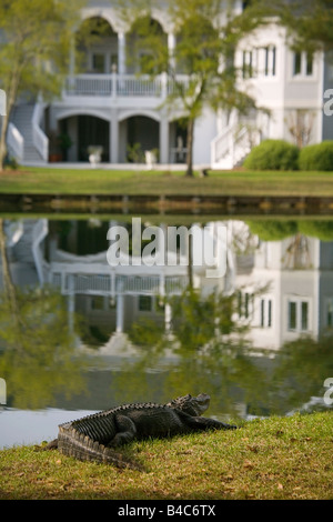 Eine zehn Fuß erholt haben Alligator Pausen am Ufer von einem See zu Hause in Charleston SC Alligatoren einmal fast ausgestorben Stockfoto