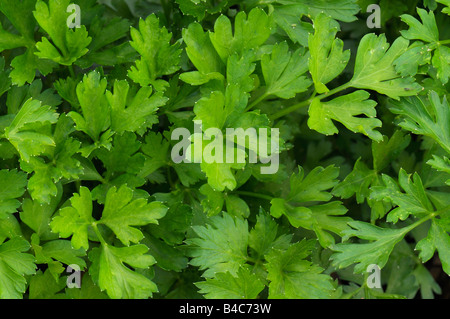 Glatte Petersilie (Petroselinum Crispum) Stockfoto