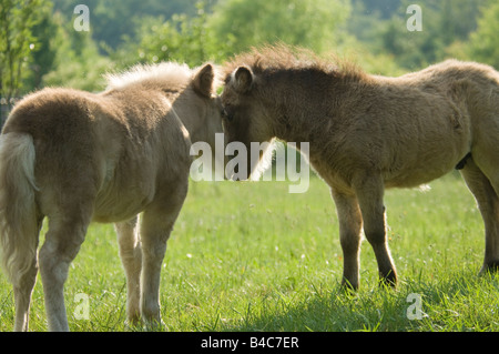 Miniature Horse Fohlen spielen Stockfoto