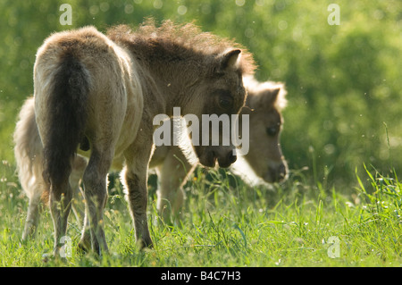 Miniature Horse Fohlen spielen Stockfoto