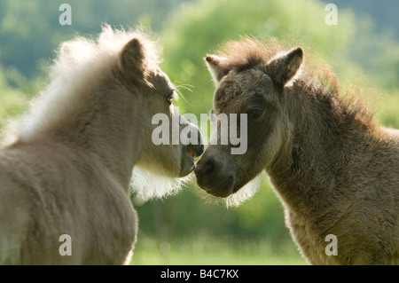 Miniature Horse Fohlen spielen Stockfoto
