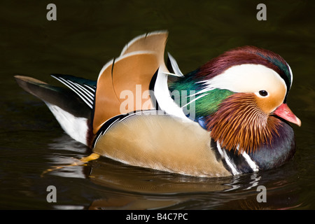 Mandarinente Aix galericulata Stockfoto