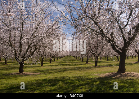 Mandelplantagen in voller Blüte in der Nähe von Ripon, California, Vereinigte Staaten von Amerika. Stockfoto