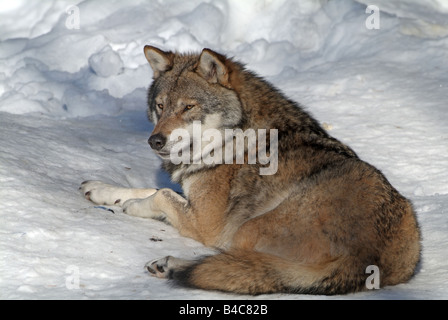 Europäische graue Wolf (Canis Lupus) liegen auf Schnee Stockfoto