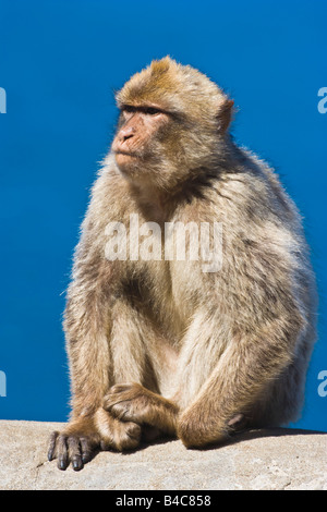 Gibraltar Berberaffe (Macaca Sylvanus) Stockfoto