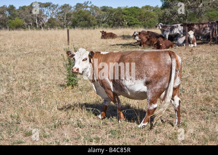 Hereford Kühe in South Australia Lochiel Park Taratap (in der Nähe von Kingston-Süd-Ost) Stockfoto