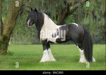 Gypsy Vanner Horse Hengst Stockfoto