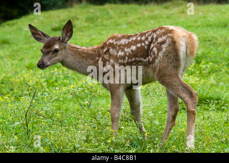 Rothirsch (Cervus Elaphus), fawn, stehend auf einer Wiese Stockfoto