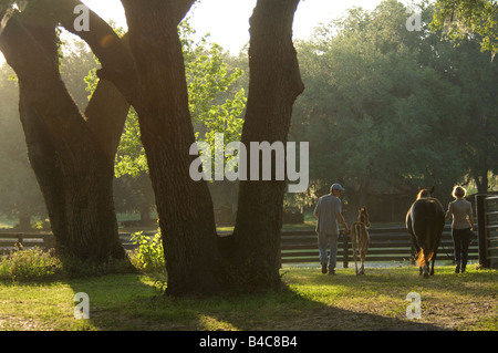 Mann und Frau führen Quarterhorse Stute tragend hinunter Lane späten Nachmittagssonne Stockfoto