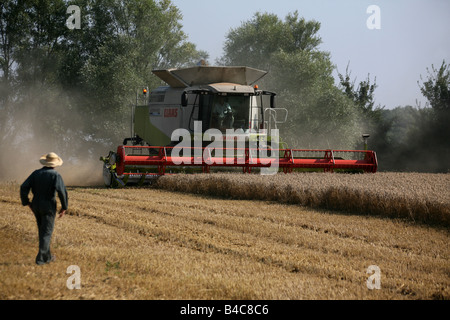Kombinieren Sie Mähdrescher ernten Weizen-Getreide für Brotproduktion bei in der Nähe von Clare in Suffolk Stockfoto