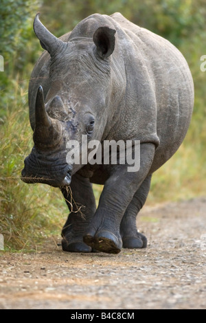 Porträt von einem Breitmaulnashorn (Quadrat-lippig). Die Aufnahme wurde im Juni 2008 im Hluhluwe-Imfolozi game Park, Südafrika. Stockfoto