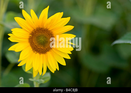 Einzelne Sonnenblume vor einem unscharfen Hintergrund. Stockfoto