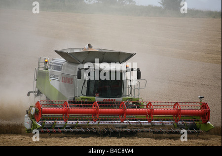 Kombinieren Sie Mähdrescher ernten Weizen-Getreide für Brotproduktion bei in der Nähe von Clare in Suffolk Stockfoto