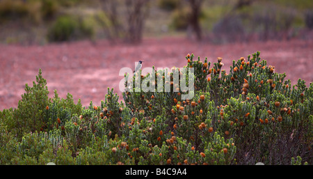 Kolibri mit Wildblumen, Mt. Cotopaxi in Ecuador Stockfoto