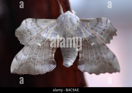 Eine Pappel Hawk Moth Laothoe populi Stockfoto