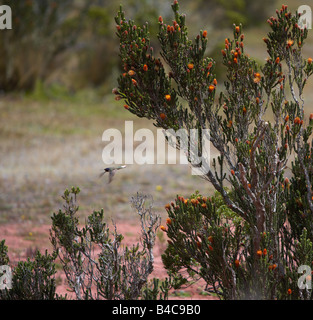 Kolibris fliegen mit Wildblumen, Mt. Cotopaxi in Ecuador Stockfoto