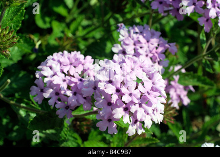 EISENKRAUT LA FRANCE Stockfoto