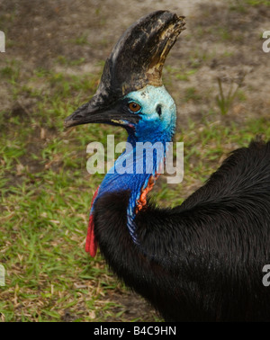 Südlichen Kasuar Profil Stockfoto