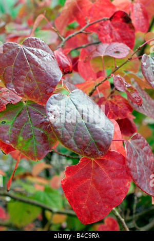 DISANTHUS CERCIDIFOLIUS HERBSTFÄRBUNG Stockfoto