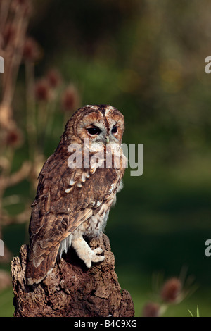 Waldkauz Strix Aluco thront aussehende Warnung mit Maus Potton Bedfordshire Stockfoto