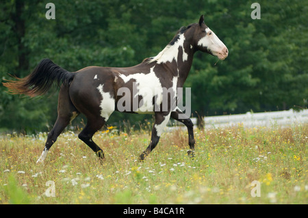 American Paint Quarterhorse Wallach in Wildblumen Stockfoto