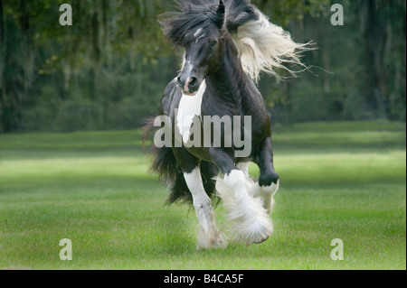 Gypsy Vanner Horse Hengst Galoppaden Stockfoto
