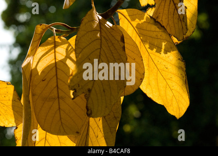 Herbstlaub auf dem Ast Stockfoto
