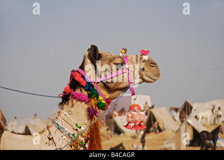 Kamele bei Camel jährliche Messe Pushkar Rajasthan Indien Stockfoto