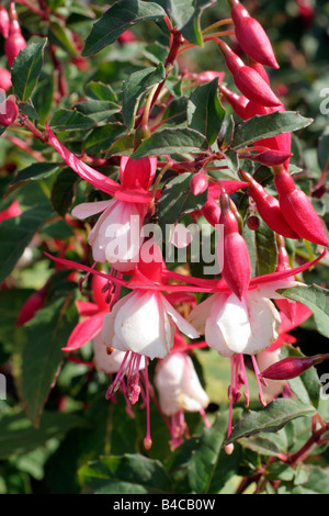 FUCHSIA ALICE HOFFMANN Stockfoto