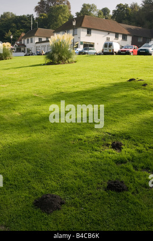 Maulwurfshügel Schaden auf dem Rasen von der Themse bei Shillingford in Oxfordshire. Stockfoto