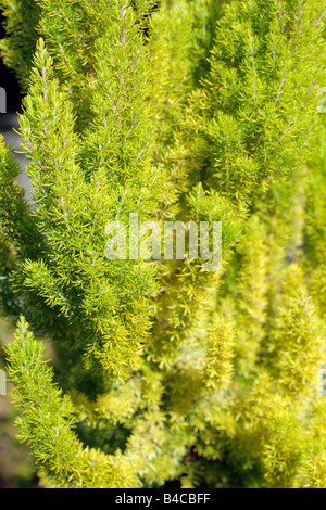 ERICA ARBOREA ALPINA ALBERTS GOLD Stockfoto