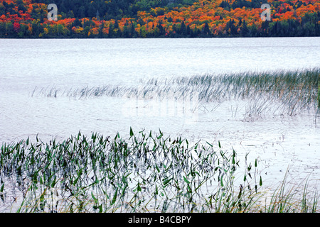 See von zwei Flüssen im Algonquin Provincial Park in Ontario Stockfoto