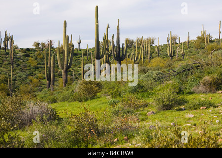 Riesige Saquaro Kaktus in der Wüste Outisde Phoenix AZ. Nördlich von Saguaro Lake bei Metzger Jones im Tonto National Forest Stockfoto