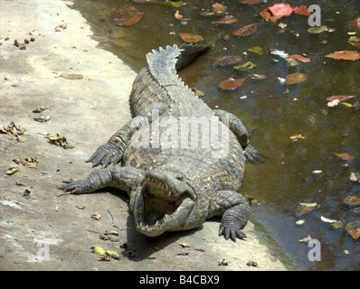 Krokodil in der Sommersonne, ruht auf den heißen Steinen sonnen sich in der Nähe von einem Fluss in Kenia Stockfoto