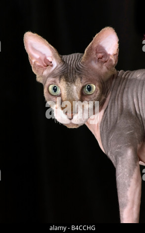 Überrascht, haarlose Katze suchen. Stockfoto