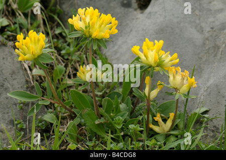 Niere Wicke Anthyllis Vulneraria Blüte Stockfoto