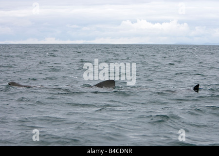 Riesenhai Riesenhai Cetorhinus Maximus Gairloch Schottland Stockfoto