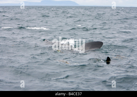 Riesenhai Riesenhai Cetorhinus Maximus Gairloch Schottland Stockfoto