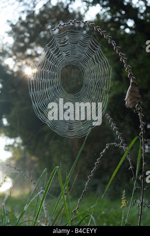 Spinnennetz der Europäischen Gartenkreuzspinne (Araneus Diadematus) Stockfoto