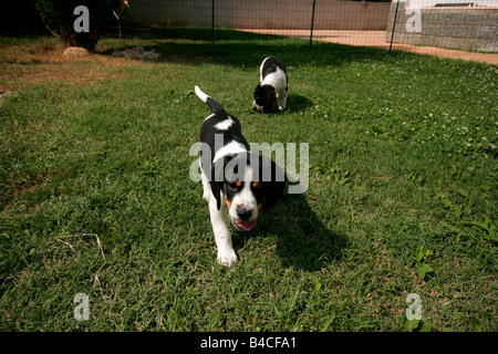 Paar Beagle Welpen im Garten. Stockfoto